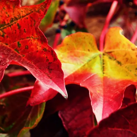 Hotel El Bosque De La Anjana