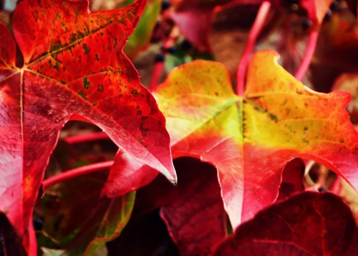 فندق El Bosque De La Anjana